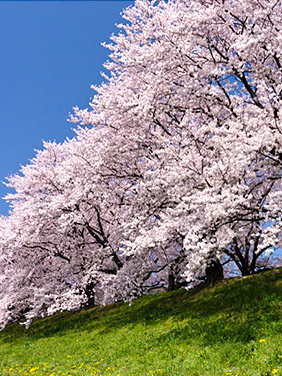 樹木治療・危険木診断