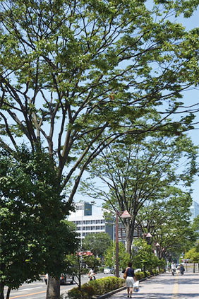 アーバンフォレスト